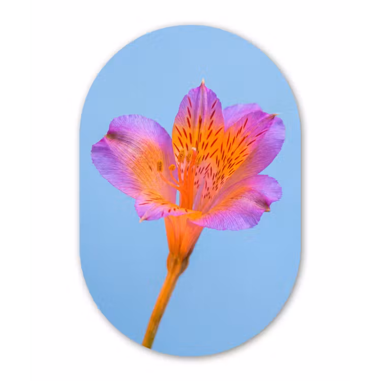 Bloem - Detail - Kleurrijk Wandcirkel Ovaal Forex klein -3d