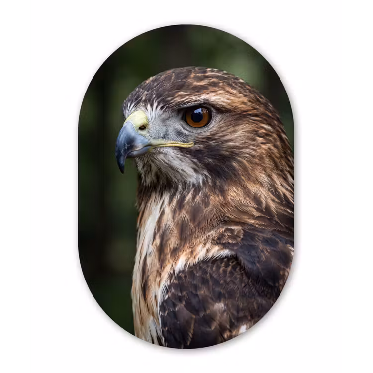 Buizerd - Roofvogel - Natuur - Bruin Wandcirkel Ovaal Forex klein -3d