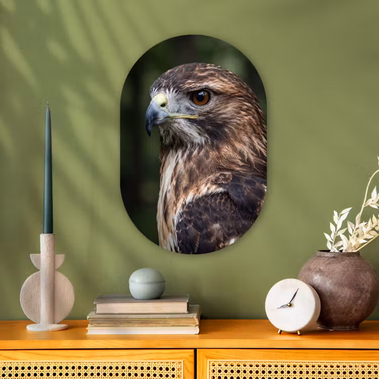 Buizerd - Roofvogel - Natuur - Bruin Wandcirkel Ovaal Forex klein -sfeer2