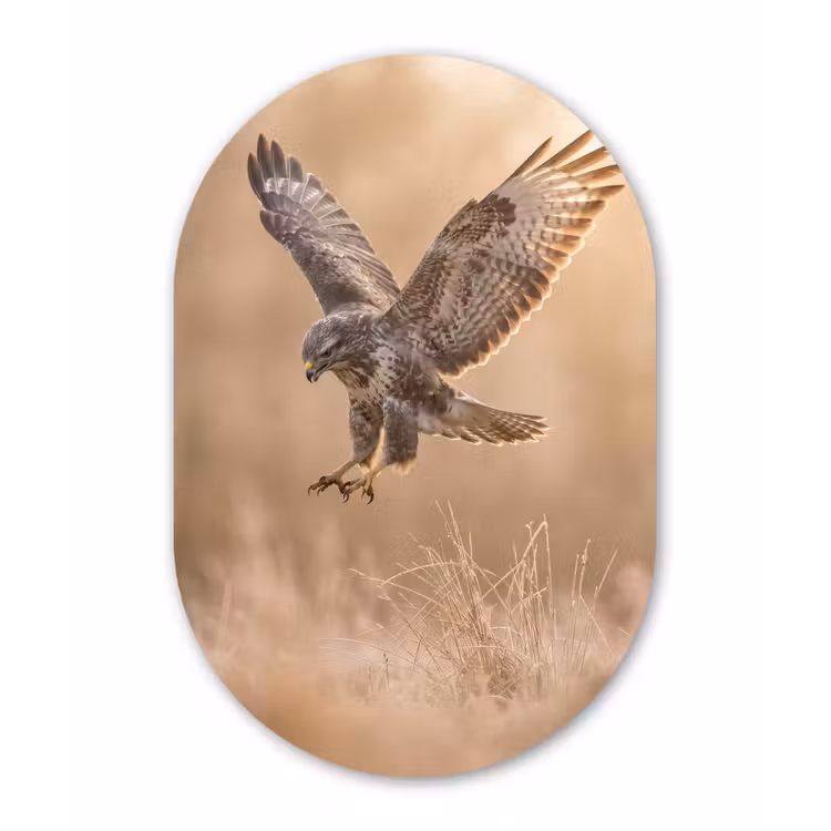Buizerd - Roofvogel - Natuur - Bruin Wandcirkel Ovaal Forex klein -3d