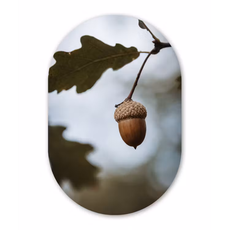 Eikel - Eikenblad - Bos - Herfst - Natuur Wandcirkel Ovaal Forex klein -3d