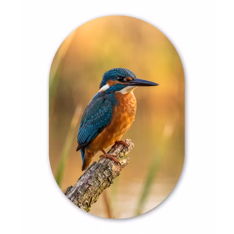 IJsvogel - Tak - Water - Kleurrijk - Levendig Wandcirkel Ovaal Forex klein -3d