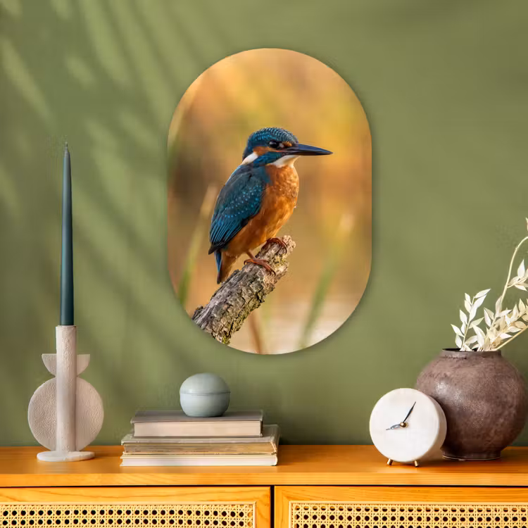 IJsvogel - Tak - Water - Kleurrijk - Levendig Wandcirkel Ovaal Forex klein -sfeer2