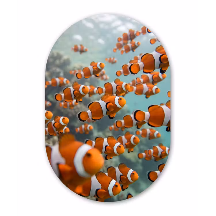 Vis - School - Onderwater - Dieren - Oranje Wandcirkel Ovaal Forex klein -3d