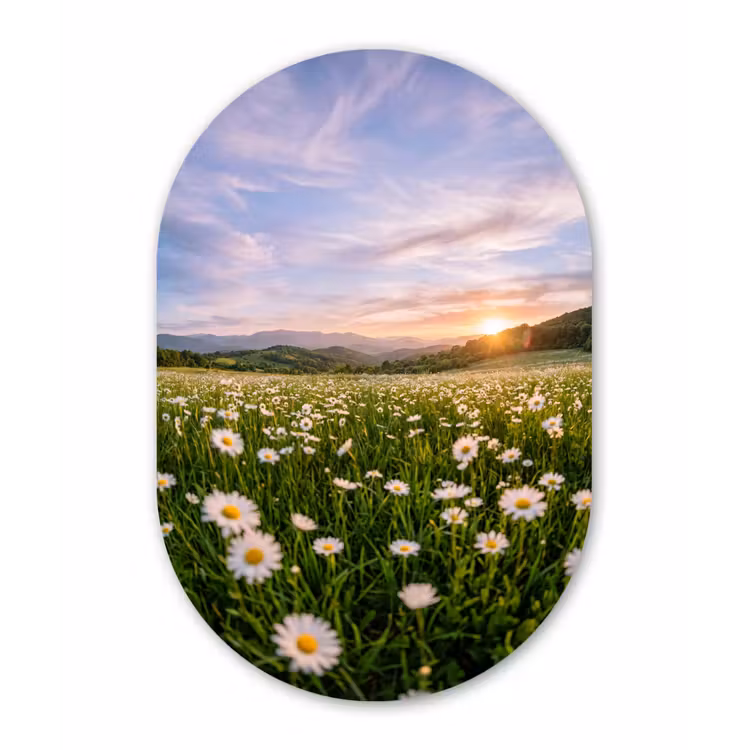 Madelief - Veld - Heuvels - Groen Wandcirkel Ovaal Forex klein -3d