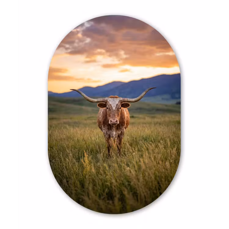 Longhorn - Landschap - Zonsondergang Wandcirkel Ovaal Forex klein -3d