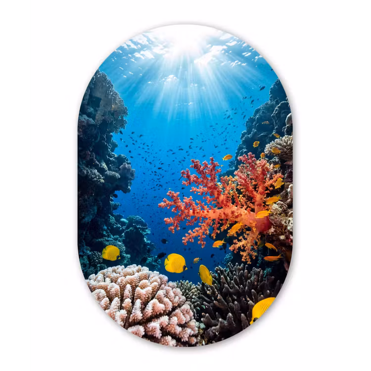 Zee - Koraalrif - Natuur - Levendig - Blauw Wandcirkel Ovaal Forex klein -3d