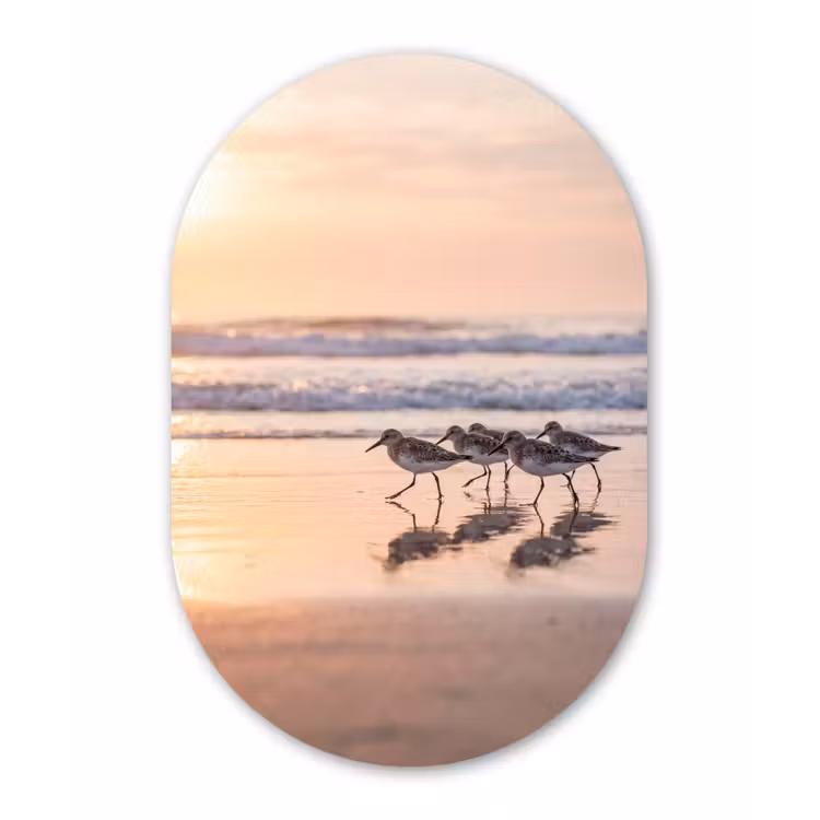 Zee - Vogels - Strand Wandcirkel Ovaal Forex klein -3d