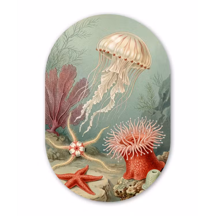 Zeeleven - Kwal - Onderwater - Illustratie - Beige Wandcirkel Ovaal Forex klein -3d