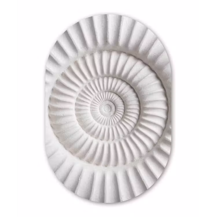 Schelp - Spiraal - Wit Wandcirkel Ovaal Forex klein -3d