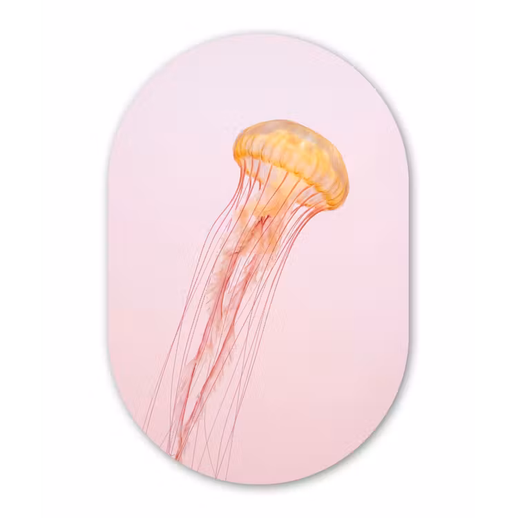 Sierlijk - Kwal - Roze Wandcirkel Ovaal Forex klein -3d
