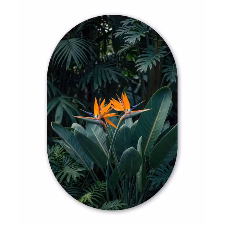 Paradijsvogel - Bloem - Exotisch Wandcirkel Ovaal Forex klein -3d