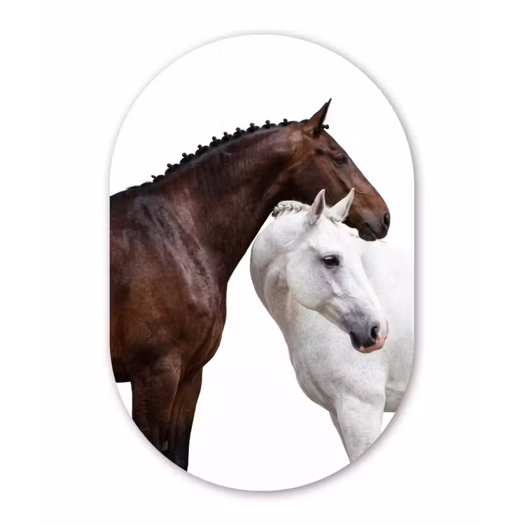 Paard - Modern - Balans Wandcirkel Ovaal Forex klein -3d