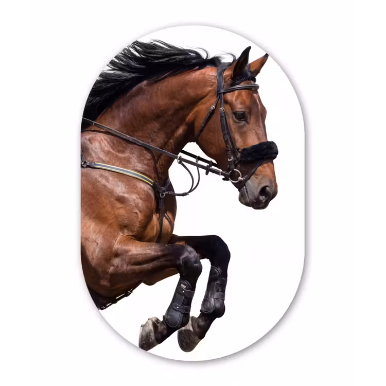 Paard - Springen - Modern Wandcirkel Ovaal Forex klein -3d