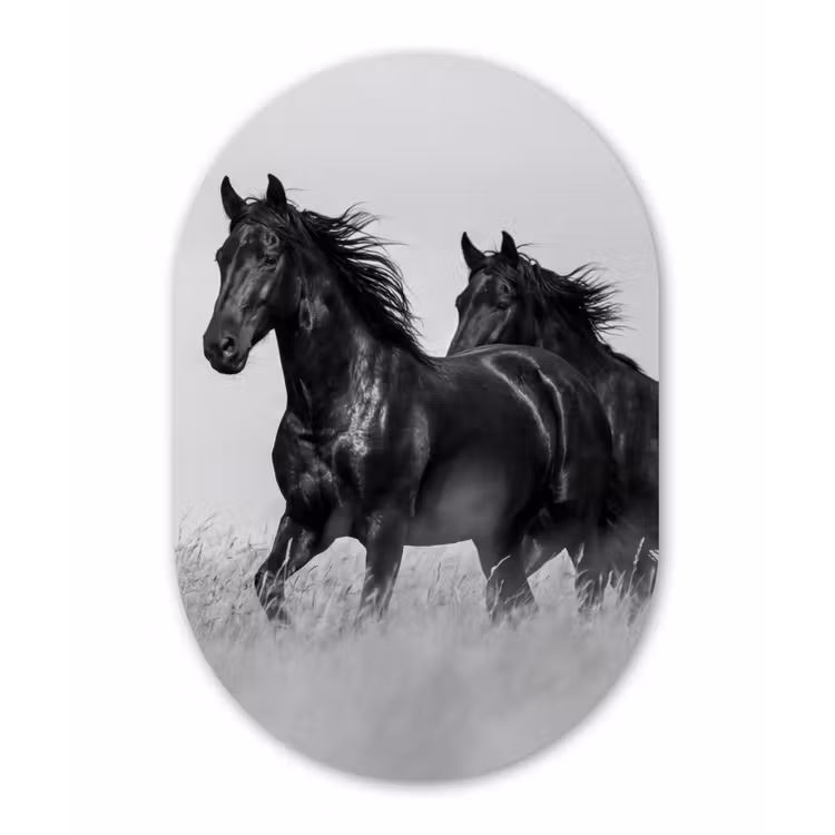 Paarden - Gras - Zwart - Wit Wandcirkel Ovaal Forex klein -3d