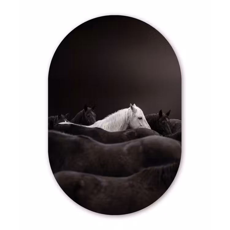 Paarden - Zwart - Wit - Kudde Wandcirkel Ovaal Forex klein -3d