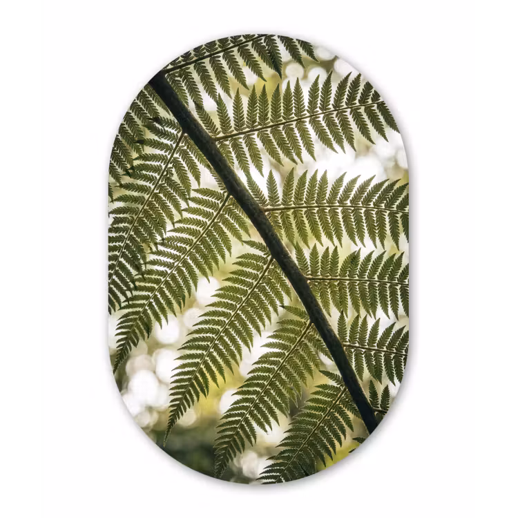Plant - Blad - Natuur - Groen - Detail Wandcirkel Ovaal Forex klein -3d
