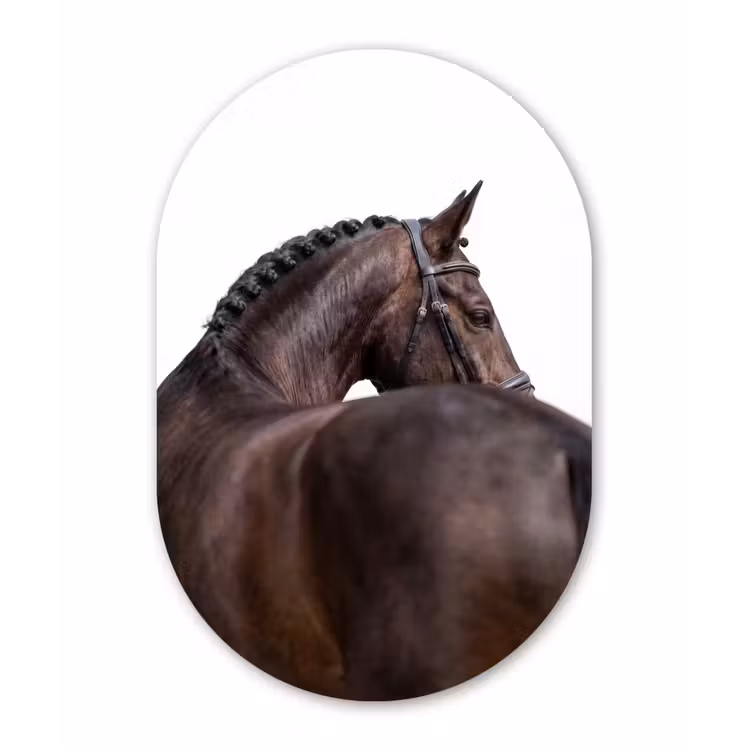 Portret - Paard - Elegant Wandcirkel Ovaal Forex klein -3d