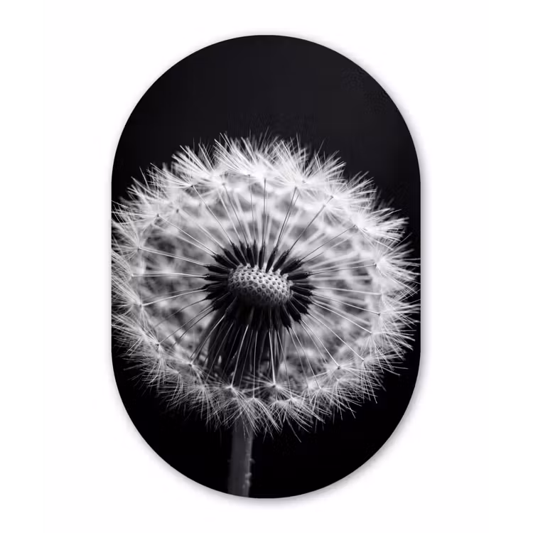 Paardenbloem - Zwart - Wit Wandcirkel Ovaal Forex klein -3d