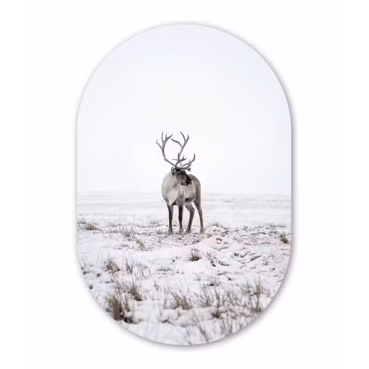 Rendier - Gewei - Sneeuw - Winter Wandcirkel Ovaal Forex klein -3d