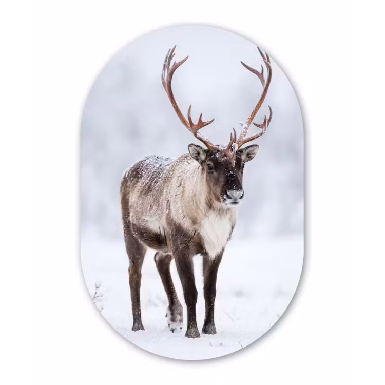 Rendier - Gewei - Toendra - Sneeuw - Wild Wandcirkel Ovaal Forex klein -3d