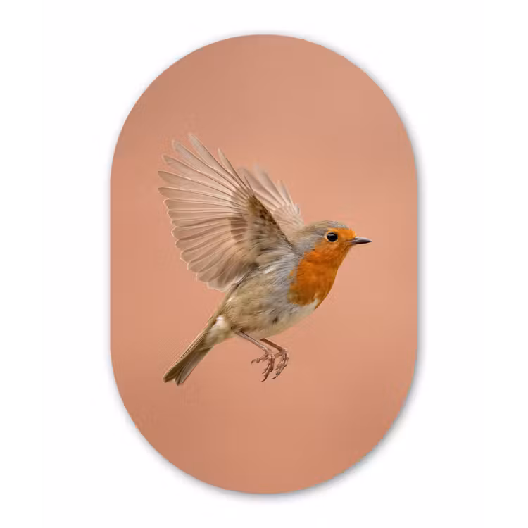 Roodborst - Natuur - Roze Wandcirkel Ovaal Forex klein -3d