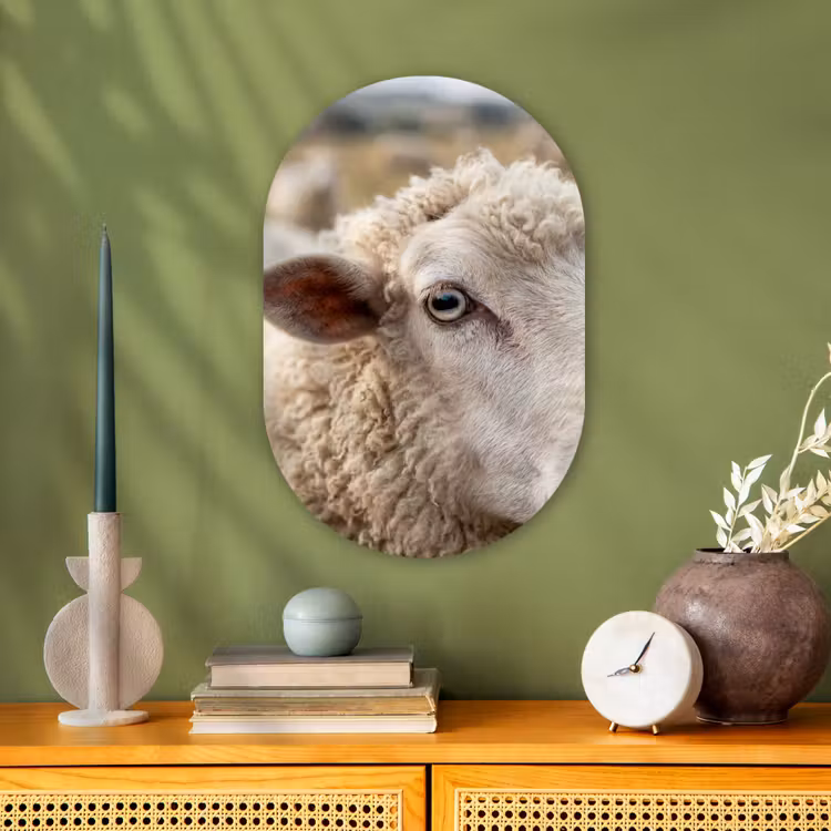 Schaap - Oog - Wit Wandcirkel Ovaal Forex klein -sfeer2