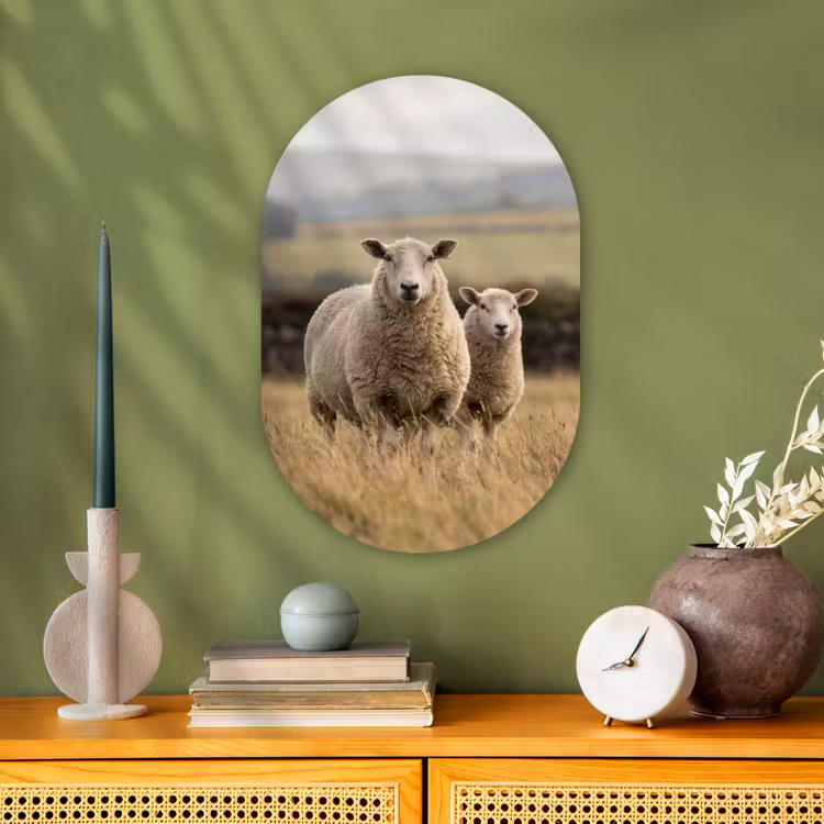 Schapen - Weidenlandschap - Heuvels Wandcirkel Ovaal Forex klein -sfeer2