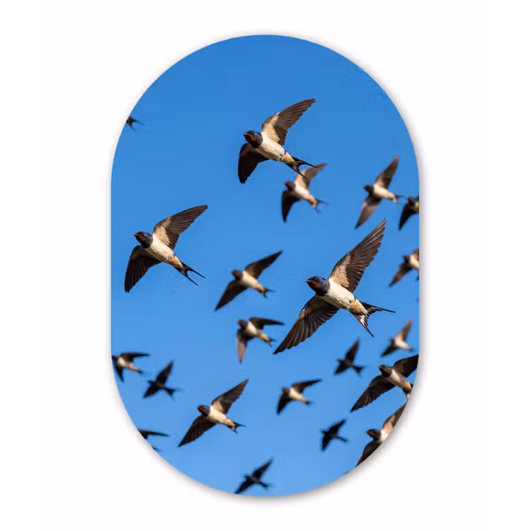 Zwaluwen - Vliegen - Blauw Wandcirkel Ovaal Forex klein -3d
