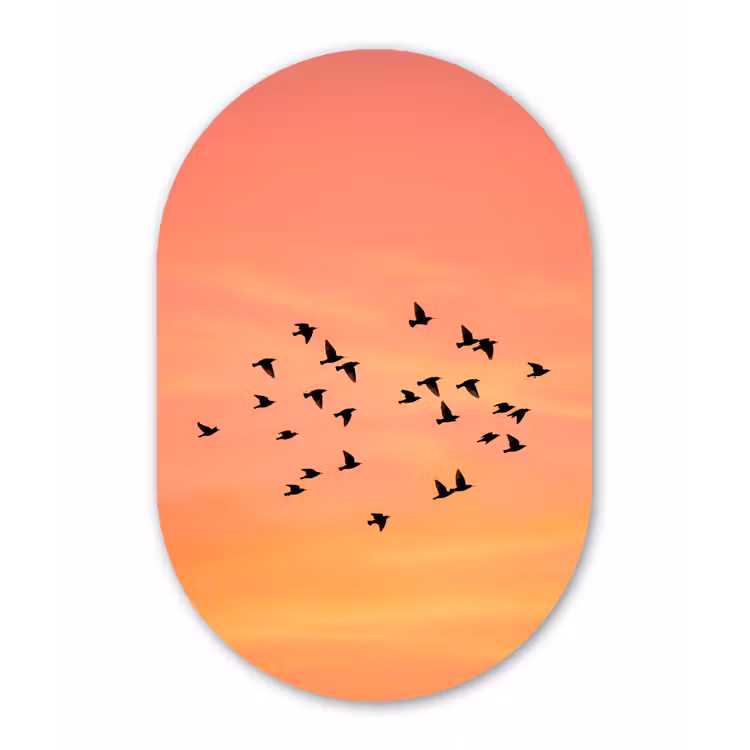 Zwerm - Vogels - Oranje Wandcirkel Ovaal Forex klein -3d