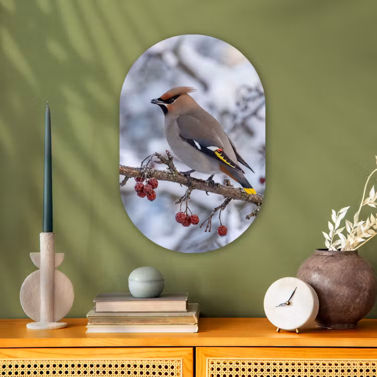 Pestvogel - Bessen - Winter - Natuur Wandcirkel Ovaal Forex klein -sfeer2