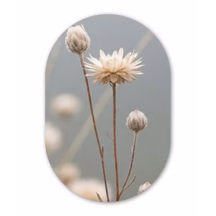 Strobloemen - Wit - Daglicht Wandcirkel Ovaal Forex klein -3d