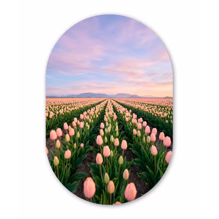Tulpen - Landschap - Roze Wandcirkel Ovaal Forex klein -3d