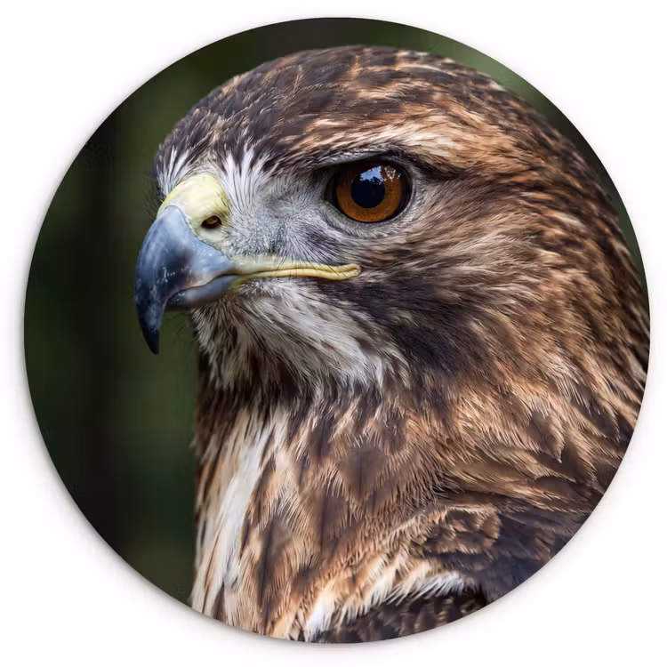 Buizerd - Roofvogel - Natuur - Bruin Wandcirkel kunststof plaat 5mm dik klein -3d