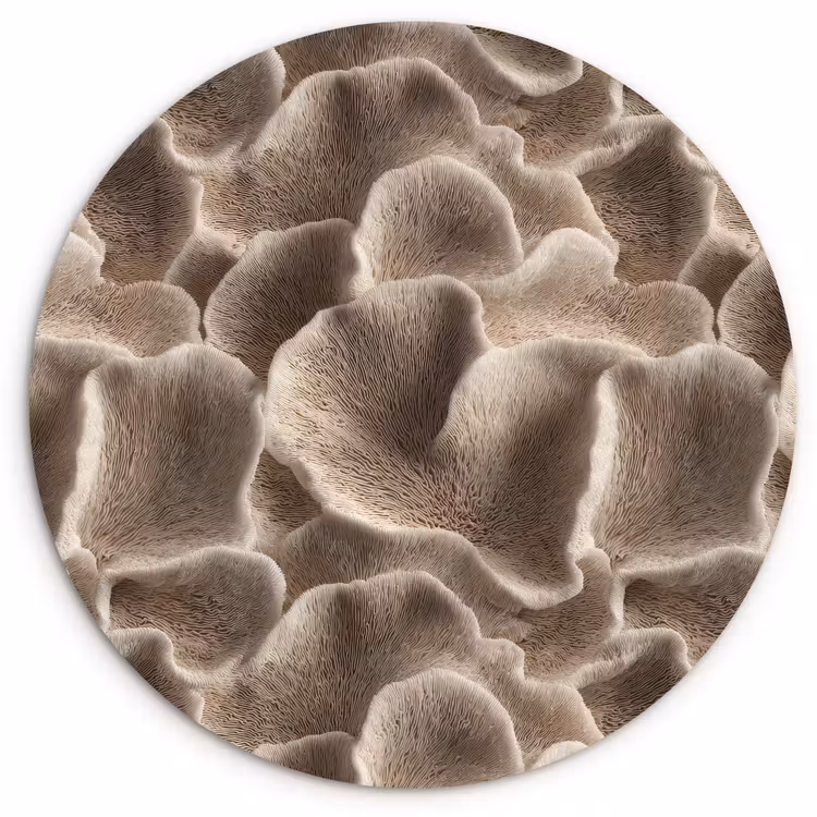 Waaiervorm - Beige - Vezel textuur Wandcirkel kunststof plaat 5mm dik klein 188 -3d