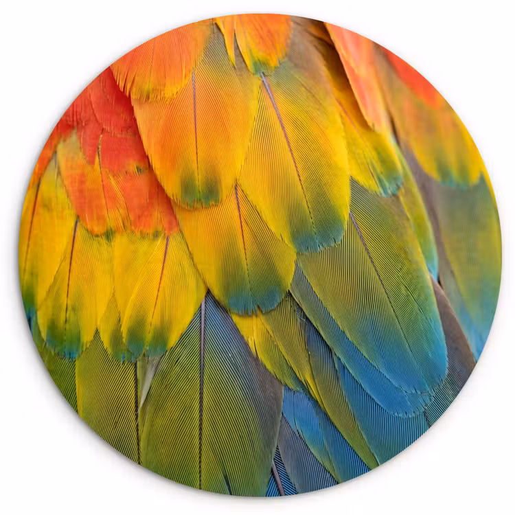 Veren - Ara - Kleurrijk Wandcirkel kunststof plaat 5mm dik klein -3d