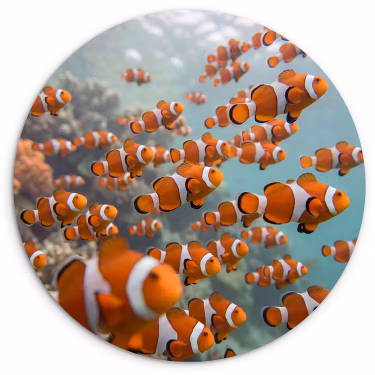 Vis - School - Onderwater - Dieren - Oranje Wandcirkel kunststof plaat 5mm dik klein -3d