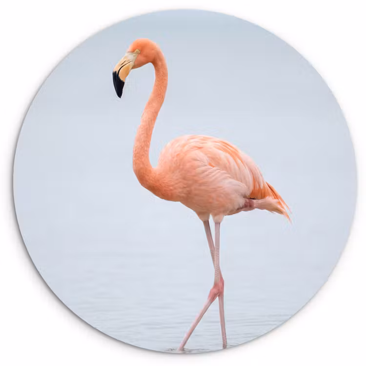 Flamingo - Zee - Roze Wandcirkel kunststof plaat 5mm dik klein -3d