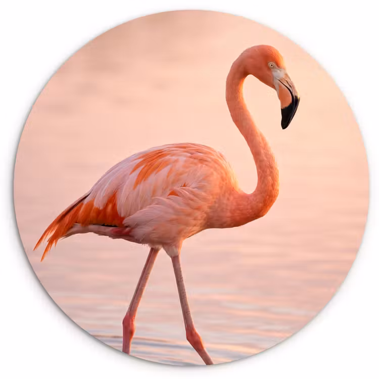 Flamingo - Water - Roze Wandcirkel kunststof plaat 5mm dik klein -3d