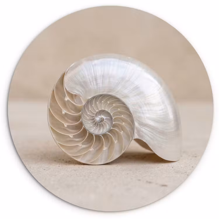 Schelp - Spiraal - Beige Wandcirkel kunststof plaat 5mm dik klein -3d