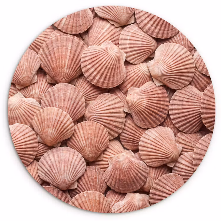 Schelpen - Patroon - Roze Wandcirkel kunststof plaat 5mm dik klein -3d