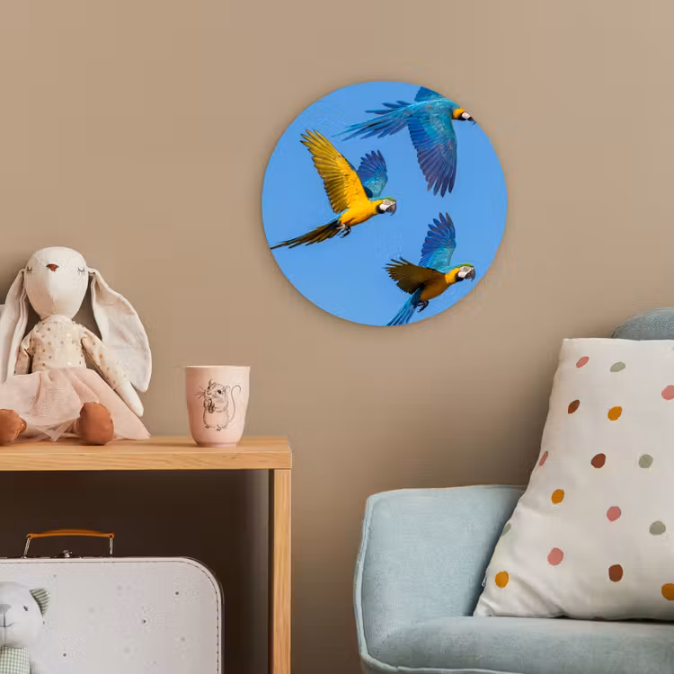 Papagaai - Vliegen - Blauw - Geel Wandcirkel kunststof plaat 5mm dik klein -tsfeer1_kind