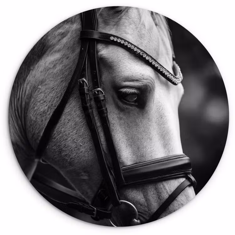 Paard - Schimmel - Portret Wandcirkel kunststof plaat 5mm dik klein -3d