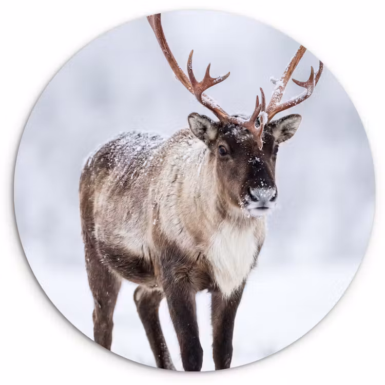 Rendier - Gewei - Toendra - Sneeuw - Wild Wandcirkel kunststof plaat 5mm dik klein -3d