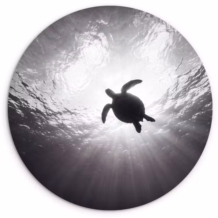 Schildpad - Onderwater - Lichtstralen - Oceaan - Zwart-wit Wandcirkel kunststof plaat 5mm dik klein -3d