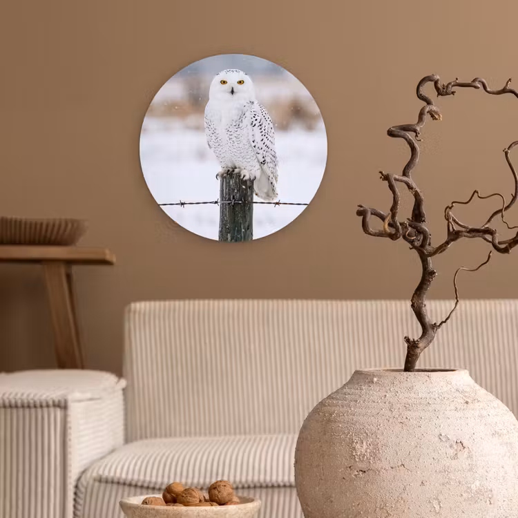 Sneeuwuil - Hek - Sneeuw - Wit Wandcirkel kunststof plaat 5mm dik klein -sfeer1