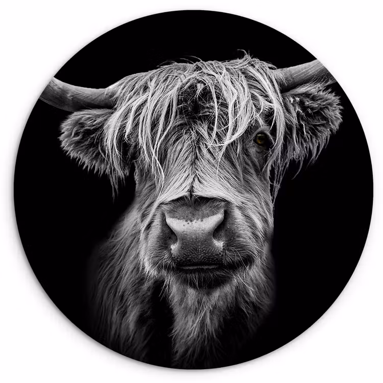 Schotse Hooglander - Horens - Zwart - Wit - Koe - Wild - Dieren Wandcirkel kunststof plaat 5mm dik klein -3d