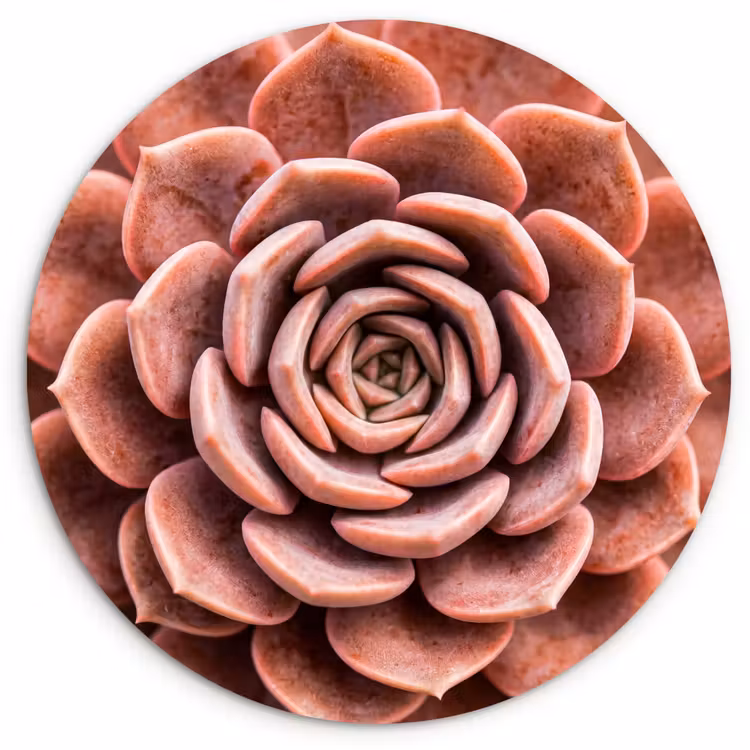 Vetplant - Organisch - Roze Wandcirkel kunststof plaat 5mm dik klein -3d