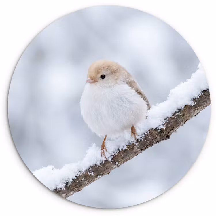 Vogeltje - Sneeuw - Tak - Winter - Zacht Wandcirkel kunststof plaat 5mm dik klein -3d