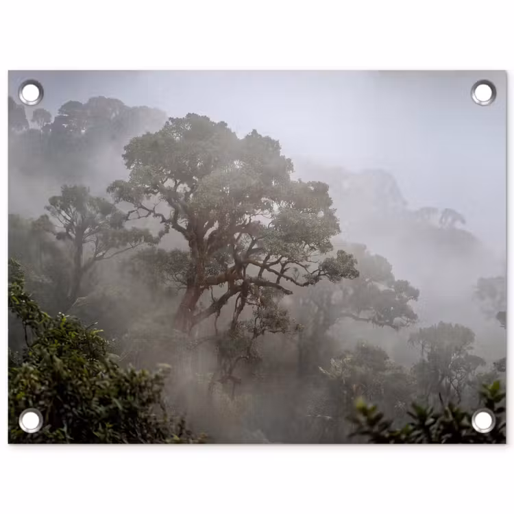 Boom - Mistig - Bos - Groen - Natuur tuinposter los doek klein -3d